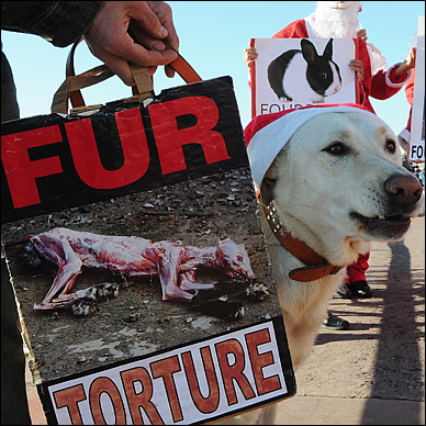 ::Manif contre la fourrure à Nice sur la Prom fourrure-torture