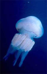 meduse