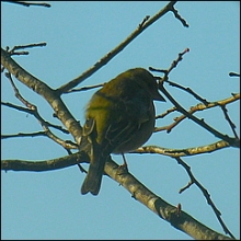 oiseau-branche