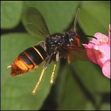 vespa-velutina