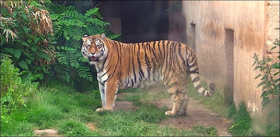zoo-tigre-hanovre