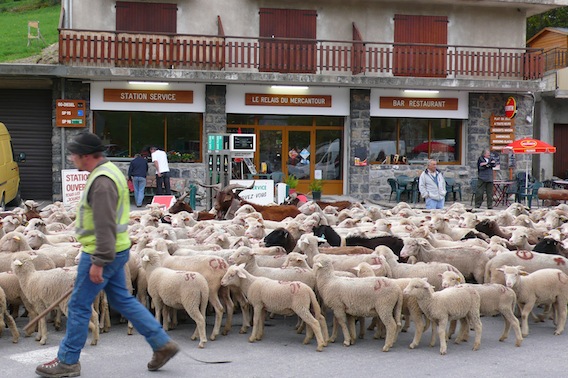 Transhumance_au_relais_du_Mercantour