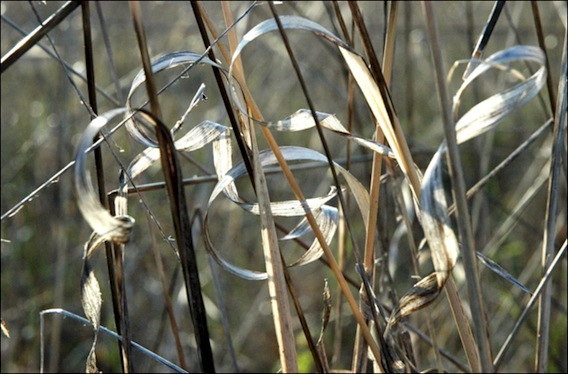 abc-herbes-lg