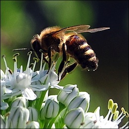 abeille-miel