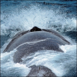 baleine-expo-villefranche