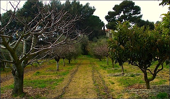La Bastide des Saveurs près de Toulon Var Hostellerie Bérard, cours de cuisine à La Cadière d’Azur, ::les alignements de fruitiers. bastide-saveurs-verger