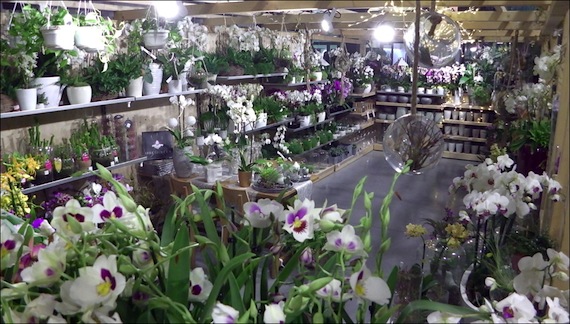 Botanic Cagnes sur Mer Inauguration du magasin de Polygone Riviera::la serre des orchidées botanic-lg2