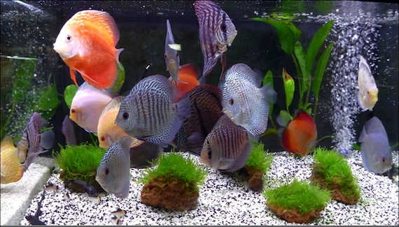 Botanic Cagnes sur Mer Inauguration du magasin de Polygone Riviera::poissons au rayon Animalerie botanic-lg6