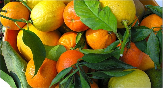 citron-orange-mandarine-menton