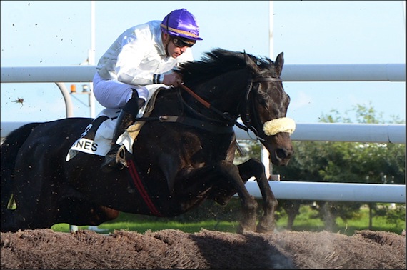 Hippodrome de la Côte d’Azur Grande Journée de l’Obstacle à Cagnes sur Mer:: course-obstacle