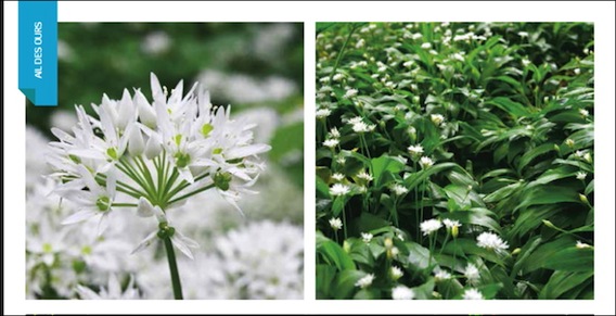 cuisine-plantes-sauvages-lg