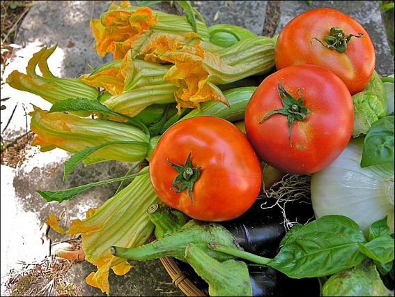 fleur-courgette-tomate