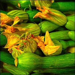 fleur-courgette