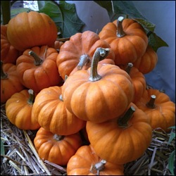 menton-courges-gastronomie