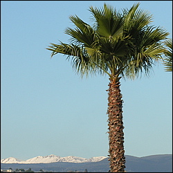 neige-palmier
