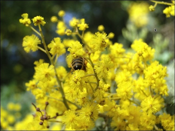 rayol-mimosa-lg