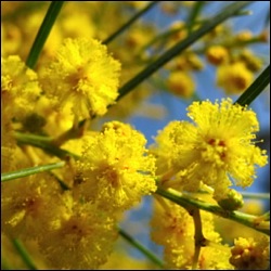 rayol-mimosa