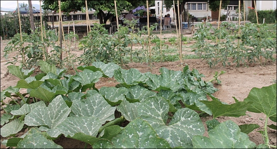 terre-eau-legumes