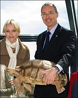 tortue-sillonnee-mc