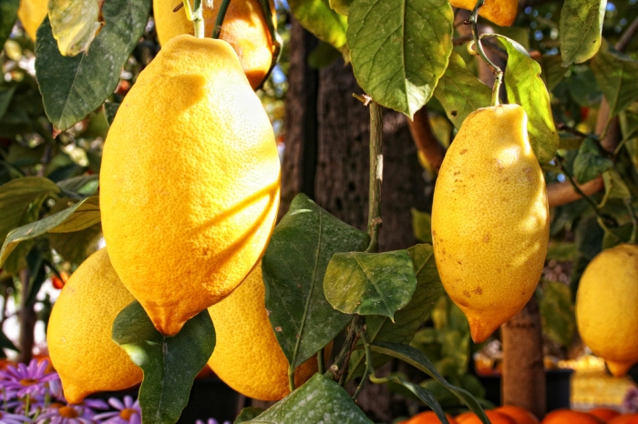 Le Citron de Menton et du Mentonnais