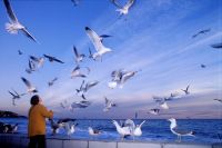 nice-promenade-mouettes