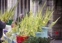 nice-rameaux-devant-eglise-notre-dame