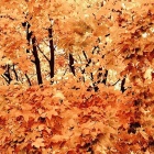 En Novembre 2025, Fêtes, Manifestations et Salons à ne pas manquer sur la Côte d’Azur et Monaco