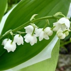 En Mai 2026, Fêtes, Salons et Manifestations à ne pas manquer sur la Côte d’Azur et Monaco