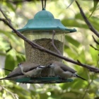 Dans le Carnet de Nice RendezVous 2024 Semaine 02 - Nourrissez les Oiseaux !