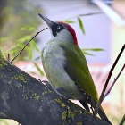 Dans le Carnet de Nice RendezVous 2026, Semaine 9 - Carnaval tire sa révérence et la Violette se Fête à Tourrettes-sur-Loup