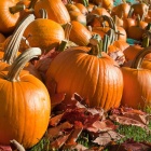 Dans le Carnet de Nice RendezVous 2025 Semaine 44 - Halloween